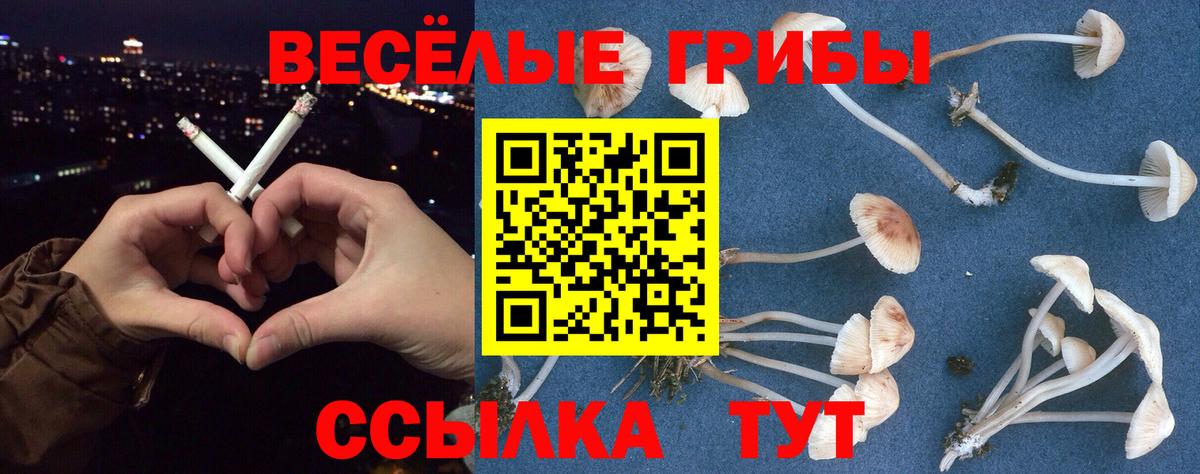 купить наркотики цена  Галлюциногенные грибы GOLDEN TEACHER  Дальнегорск  Вход с VPN  Галлюциногенные грибы Psilocybine cubensis 